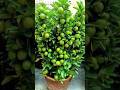 How to propagate lemon tree#shorts #youtubeshorts #plants #garden #lemon #orange #tree