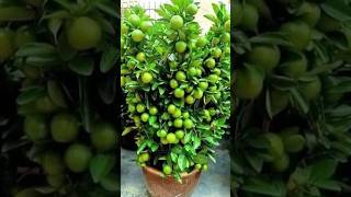 How to propagate lemon treeshorts youtubeshorts plants garden lemon orange tree