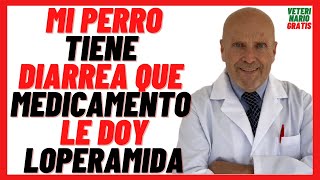 Mi Perro Tiene Diarrea Qué Medicamento Le Doy Loperamida Fortasec Para Perros