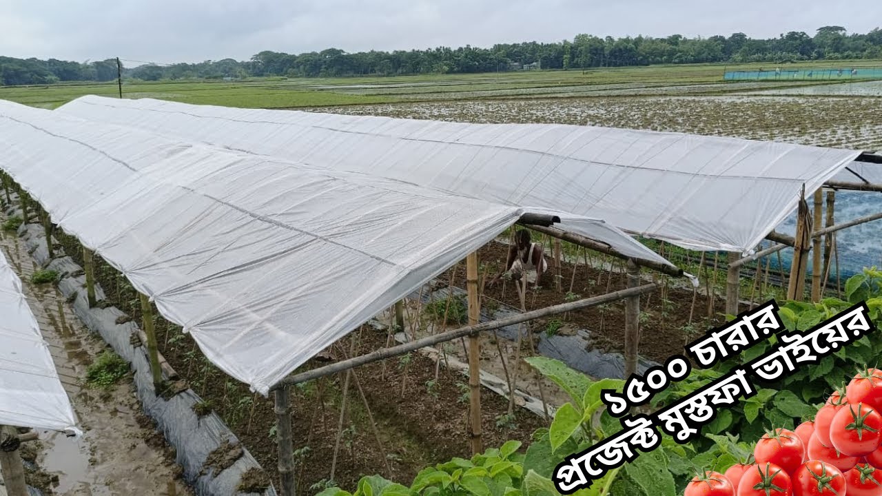 বৃষ্টি থামাতে পারেনি তাকে || মুস্তফা ভাইয়ের টমেটো চাষের গল্প || Summer tomato cultivation.