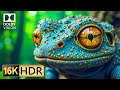 Incredible Wildlife In Stunning 16K HDR 120fps Dolby Vision Incredible Wildlife In Stunning 16K HDR 120fps Dolby Vision
