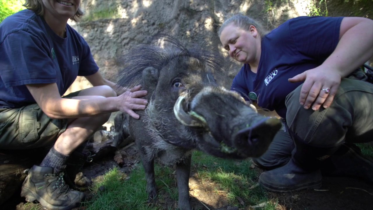 Visayan warty pigs get belly rubs and back scratches