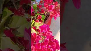 #garden #gardening #plants #flowers #outdoor plants