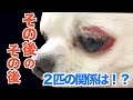 【報告動画2】限界だった喧嘩・・・諦めなくてよかった・・・