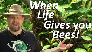 20,000 honey bees in our backyard