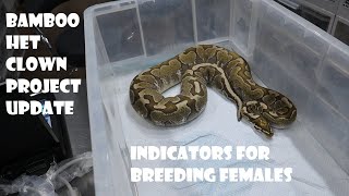Details How to pick up breeding signals from female ball pythons + Bamboo Het Clown Project Update News