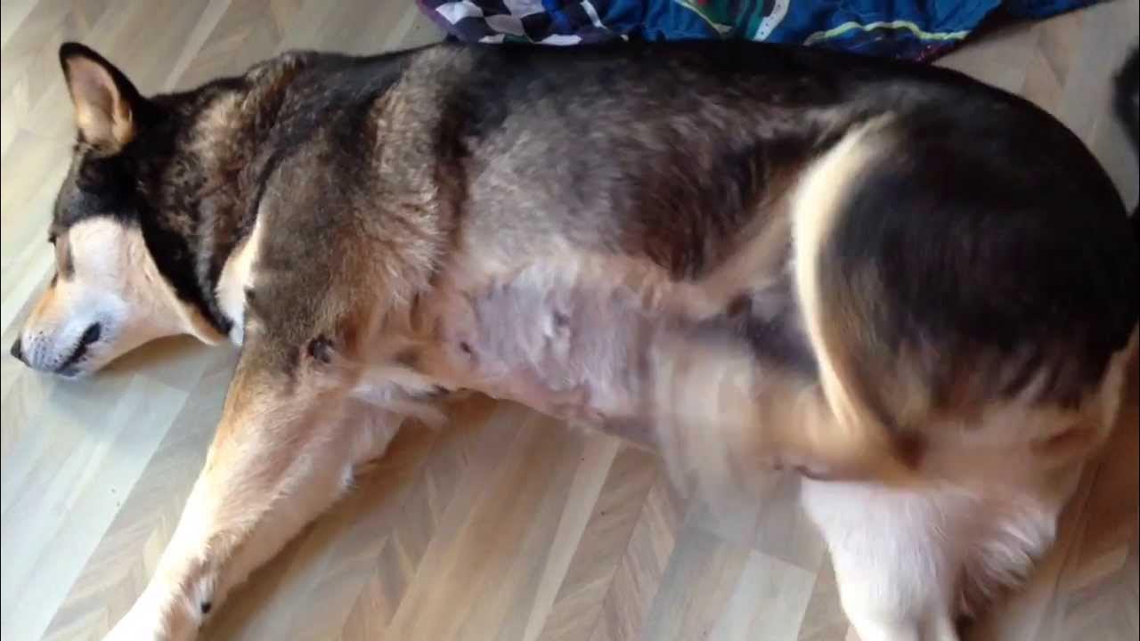 Как выглядит течка у собак фото Five week pregnant dog. Her name is Fudge, and she is a hybrid with Malamute . -