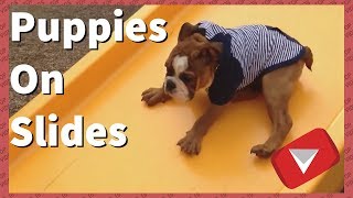 Puppies On Slides Compilation [Cute] (TOP 10 VIDEOS)
