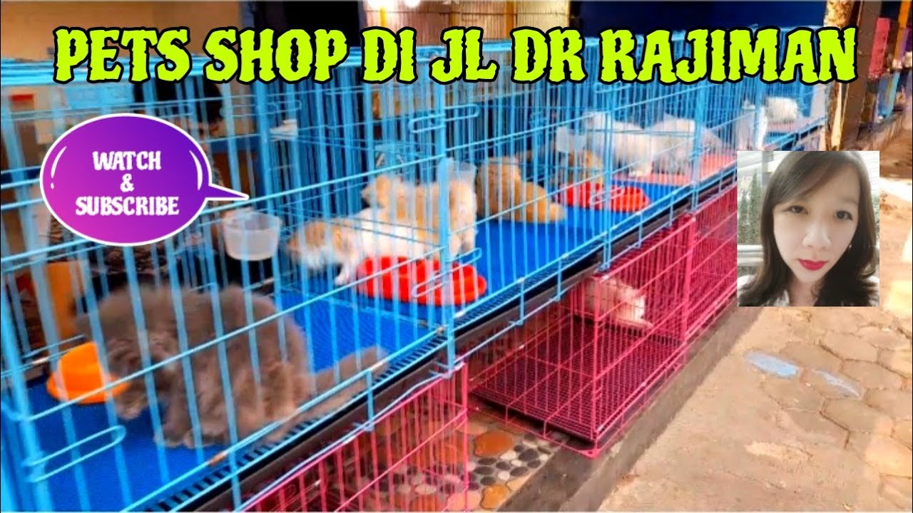 PETS SHOP DI JL DR RAJIMAN || PETS SHOP ON DR RAJIMAN STREET 