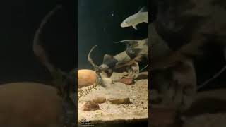 Goonch Catfish Rivermonster World Record Specimen Was 6.5 Ft Long And Weighed 104 Kg.