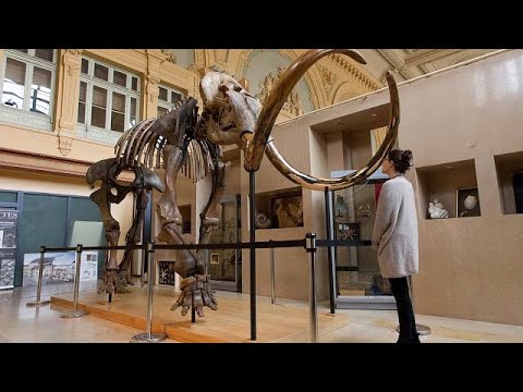 Βίντεο: Ήταν μαμούθ γύρω με δεινόσαυρους;