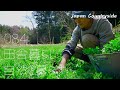 Harvest Shiitake Mushrooms and Wild Vegetables and Make Japanese-style Dishes