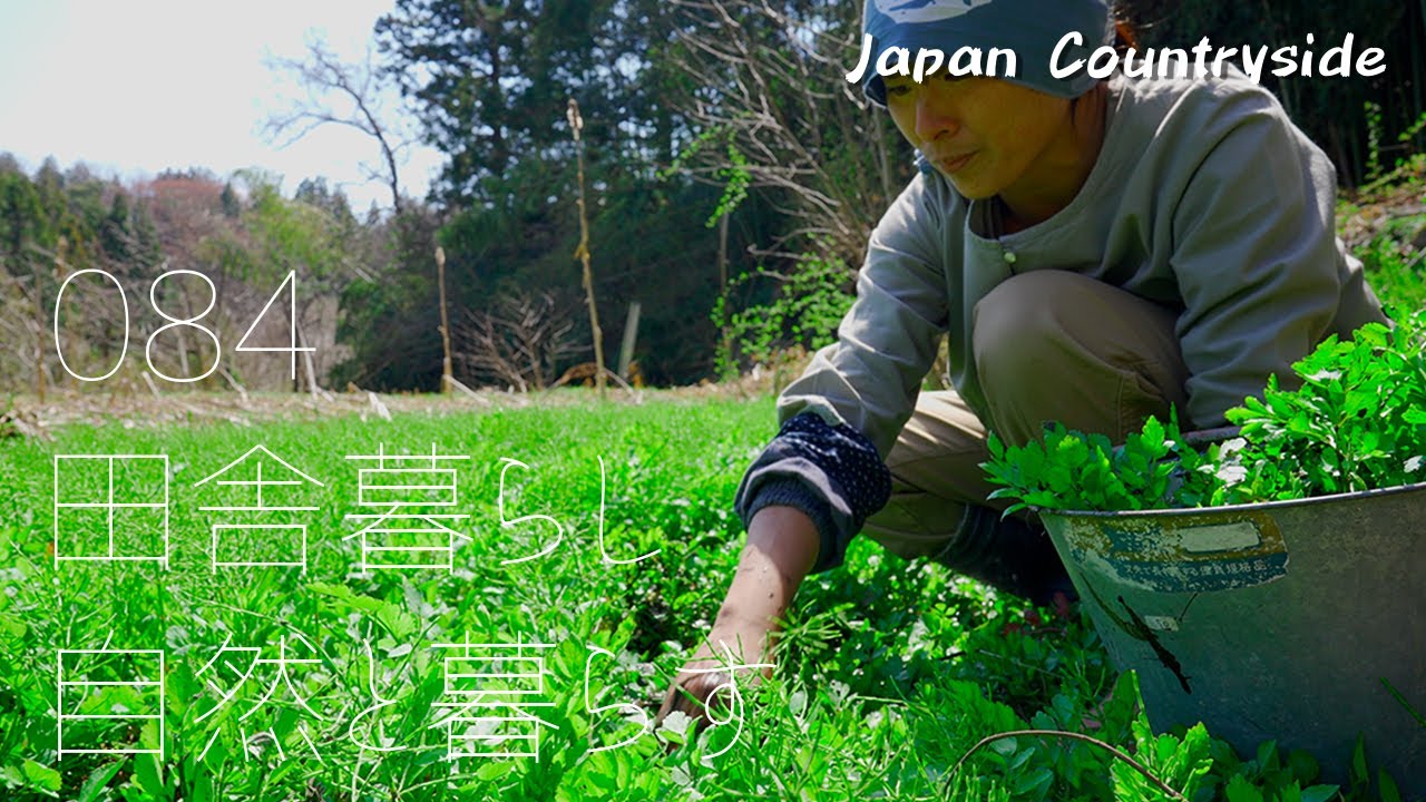 Harvest Shiitake Mushrooms and Wild Vegetables and Make Japanese-style Dishes