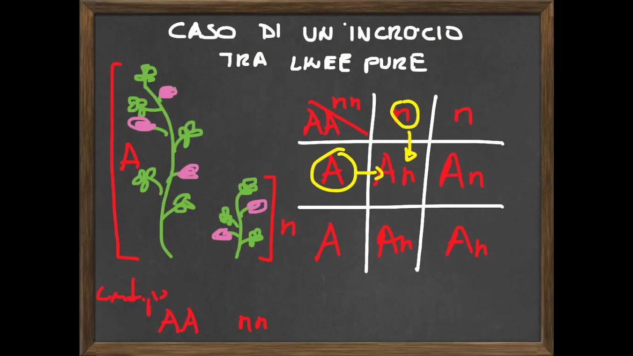 Quadrato Di Punnett Wikipedia