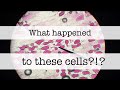 Exploring Onion Cell Structure and Behavior in Fresh and Salt Water