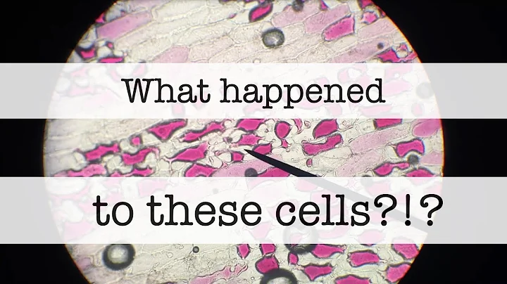 Red Onion Osmosis - Plasmolysis - Microscope
