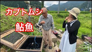 鮎魚　カブトムシ