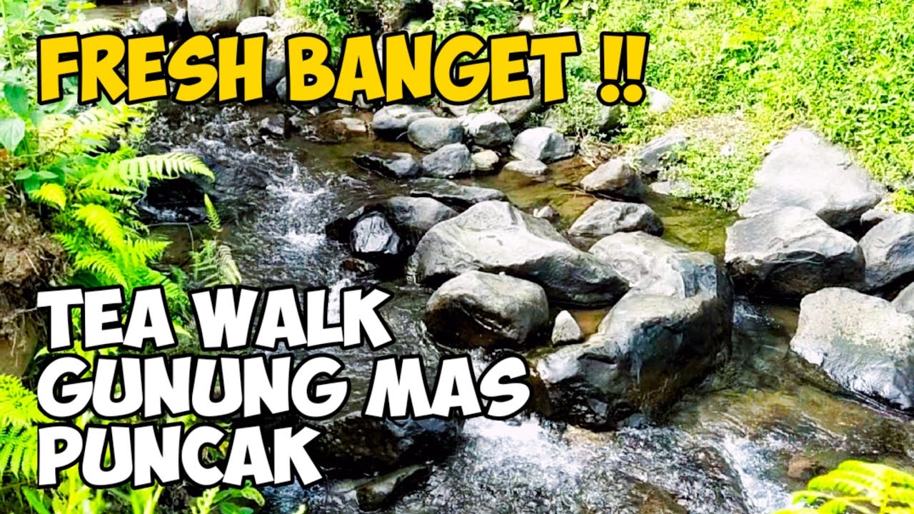 Gunung Mas Puncak Bogor 2022 | Tea Walk di Gunung Mas Puncak