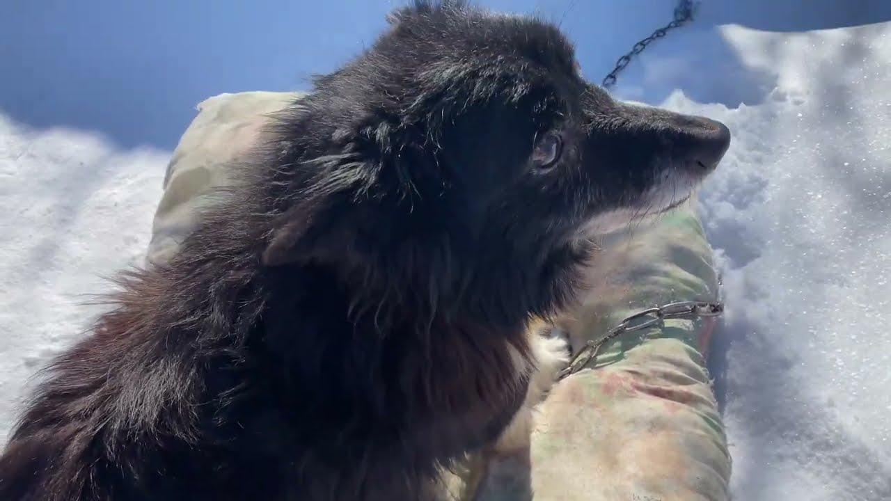 3 серія. Зимові пригоди Фантика і його друга Кузі❄️ Мороз, подушка і шустрий хвостик