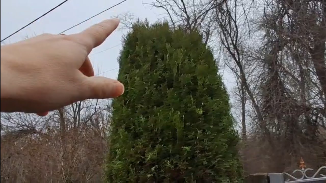 Стригу Тую в феврале/ обзор растений в открытом грунте 