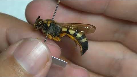 HOW TO PIN INSECTS #3: PINNING BEES, WASPS, & ANTS