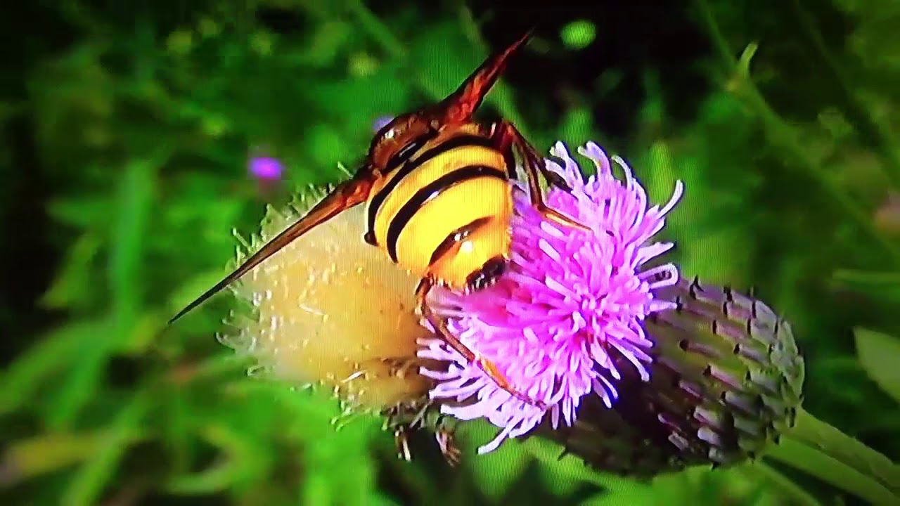 БИОСФЕРА: 25. Шмелевидка Полосатая (Volucella zonaria)