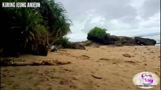 KURING JEUNG ANJEUN (Cover Lagu Sunda)