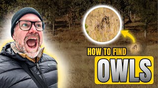 Have you ever seen a Short-eared Owl in the wild? 🦉
