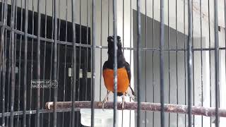 Murai Batu Borneo Bongkar Isian Suara Sirine