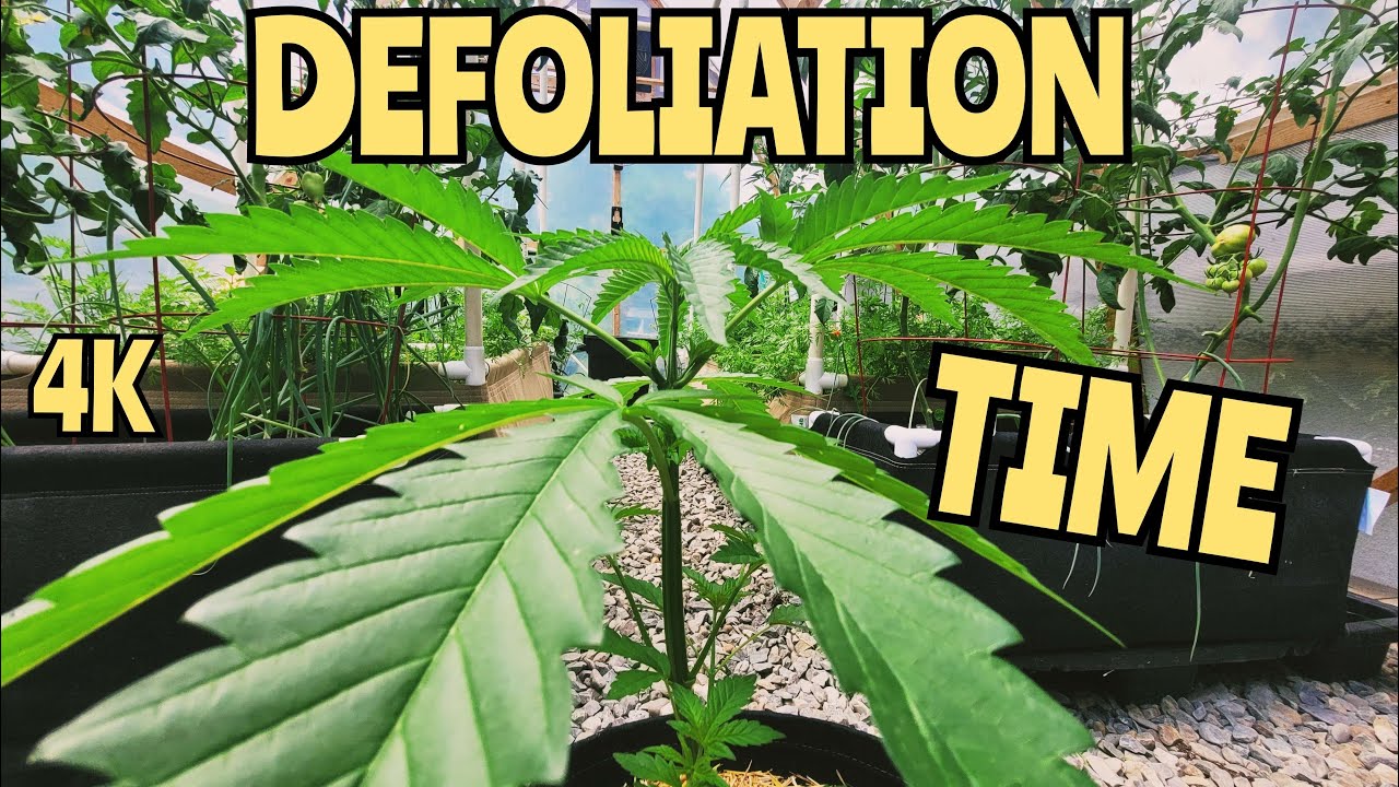 4k - Greenhouse/Outdoor Defoliation and Topping