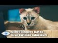 Schrödingers Katze 2.0: Neue Klasse von Quantenzuständen entdeckt!