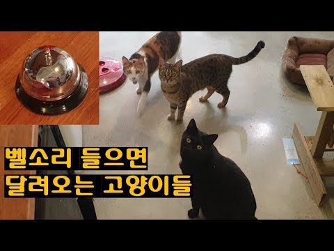 벨소리 하나로 달려드는 고양이들(이쁜이가 돌아왔어요^^)