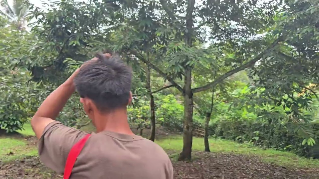 Авокадо сорта Тамора Дуриан Гарден