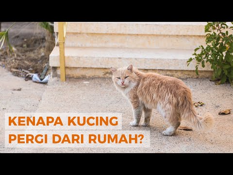 Video: Bagaimana Anda Mengatasi Kehilangan Hewan Peliharaan?