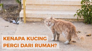 Kucing Tidak Pulang? Inilah 7 Alasan Kenapa Kucing Pergi dari Rumah