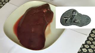 Haruspicy: Reading omens from a liver