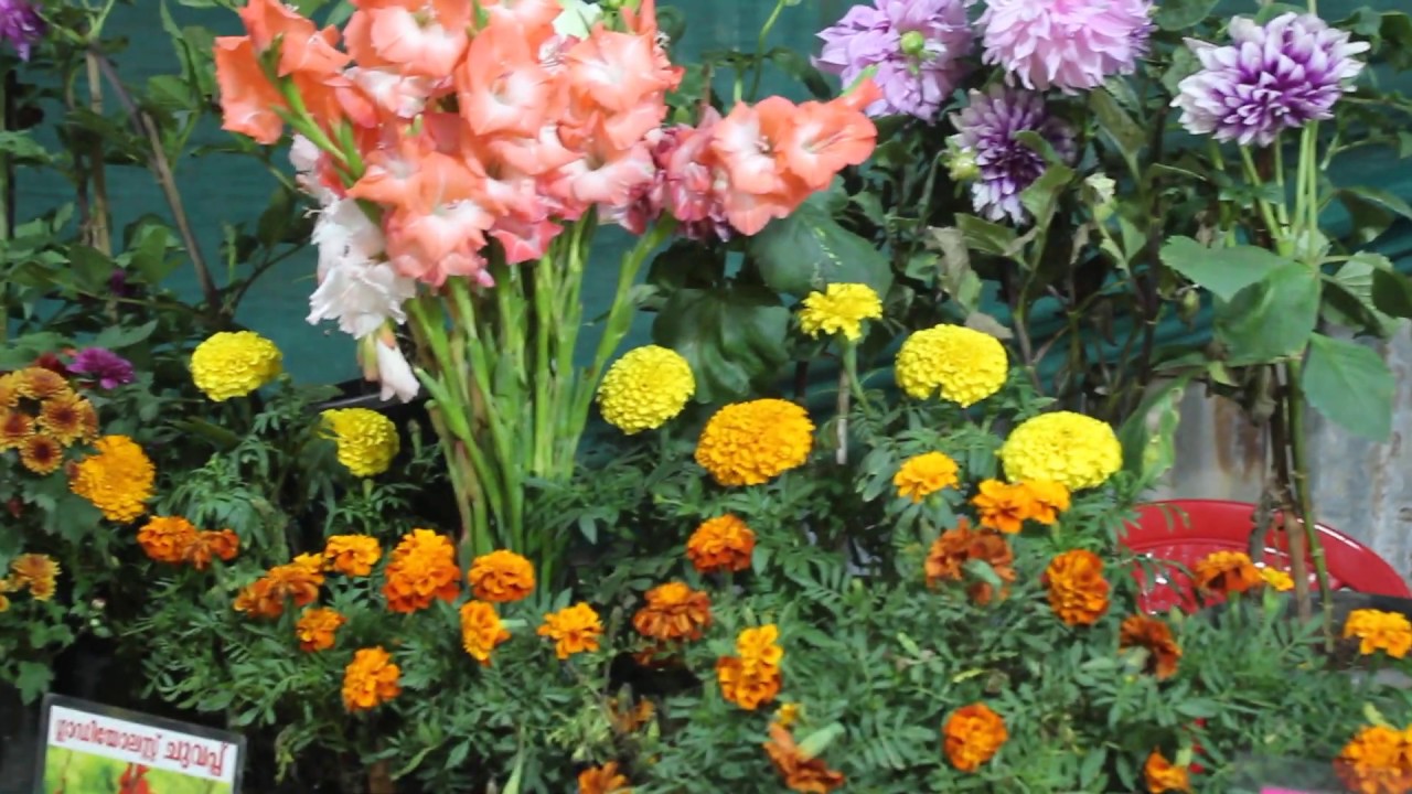Calicut flowershow2020 YouTube
