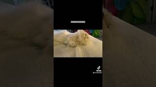 23 11 05 Persian Kitty, Krakatoa, in the Fine Art of Ear Fluffing by Mythicbells 438 views 5 months ago 1 minute, 12 seconds