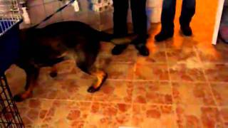 20101208Apacsmov.flv