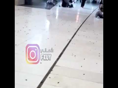 شوفو في مكة شصاير 4