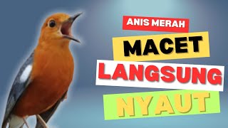 CEPAT RESPON! 1000% efektif buat pancingan Anis merah bisu macet total biar bunyi kembali | 31