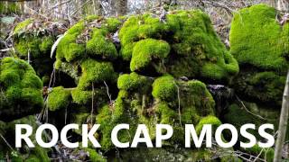 Full Rock Cap Moss For Sale News