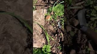 Eski Öbekler, Yeni Körekler