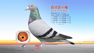 【雷諾】B19-3035908