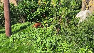 Baby Orangutan at Chester Zoo