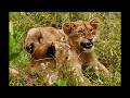 Ottawa Lion Pride in morning with full bellies | Sabi Sands | 17 February 2026