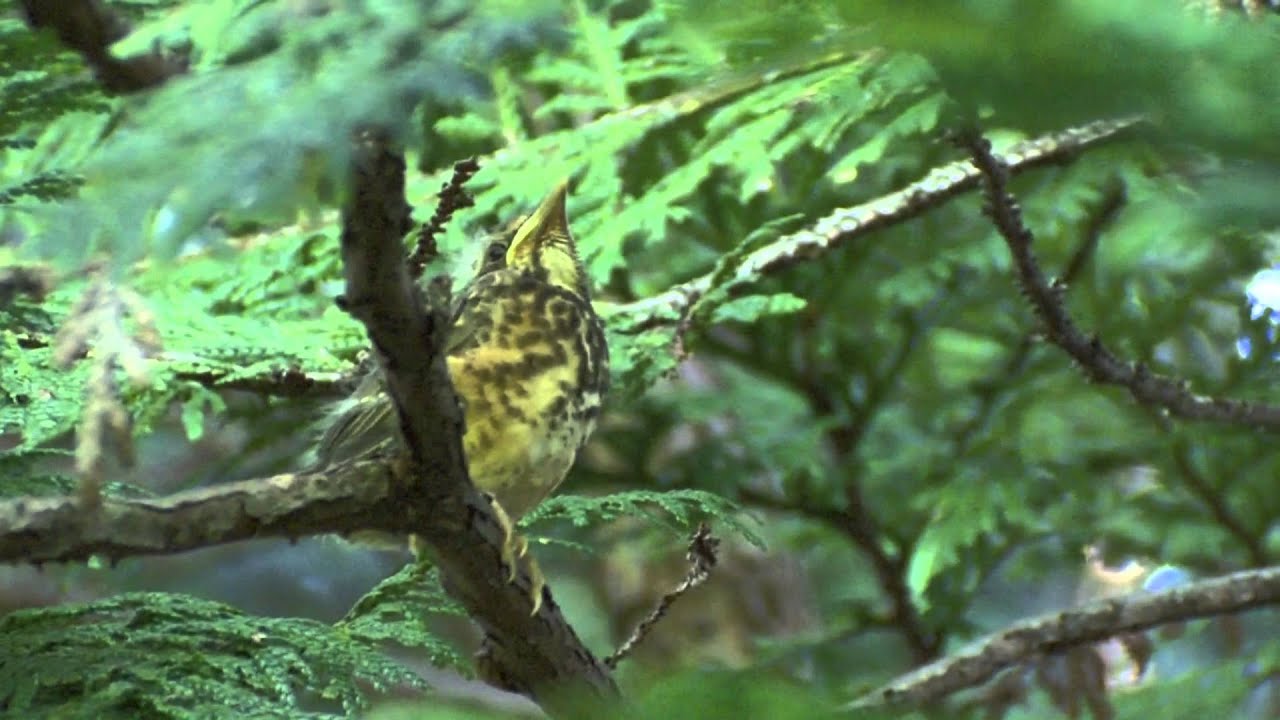 トラツグミ幼鳥 鳴き声 動画 北のフィールドノート