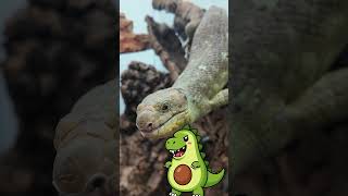 Reptile diversity is unmatched! Let’s talk about our biggest and smallest! #reptiles #geckos