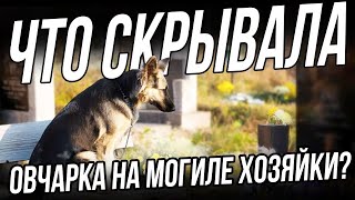 Овчарка выкопала яму на могиле хозяйки и легла в неё. Никто не догадывался, что собака.