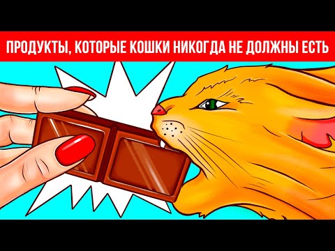 Почему домашним животным нельзя есть шоколад и другие секреты животных